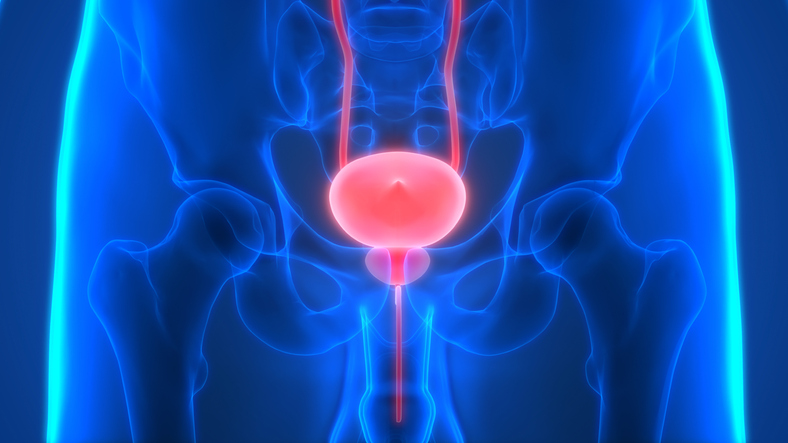 Prostate.jpg