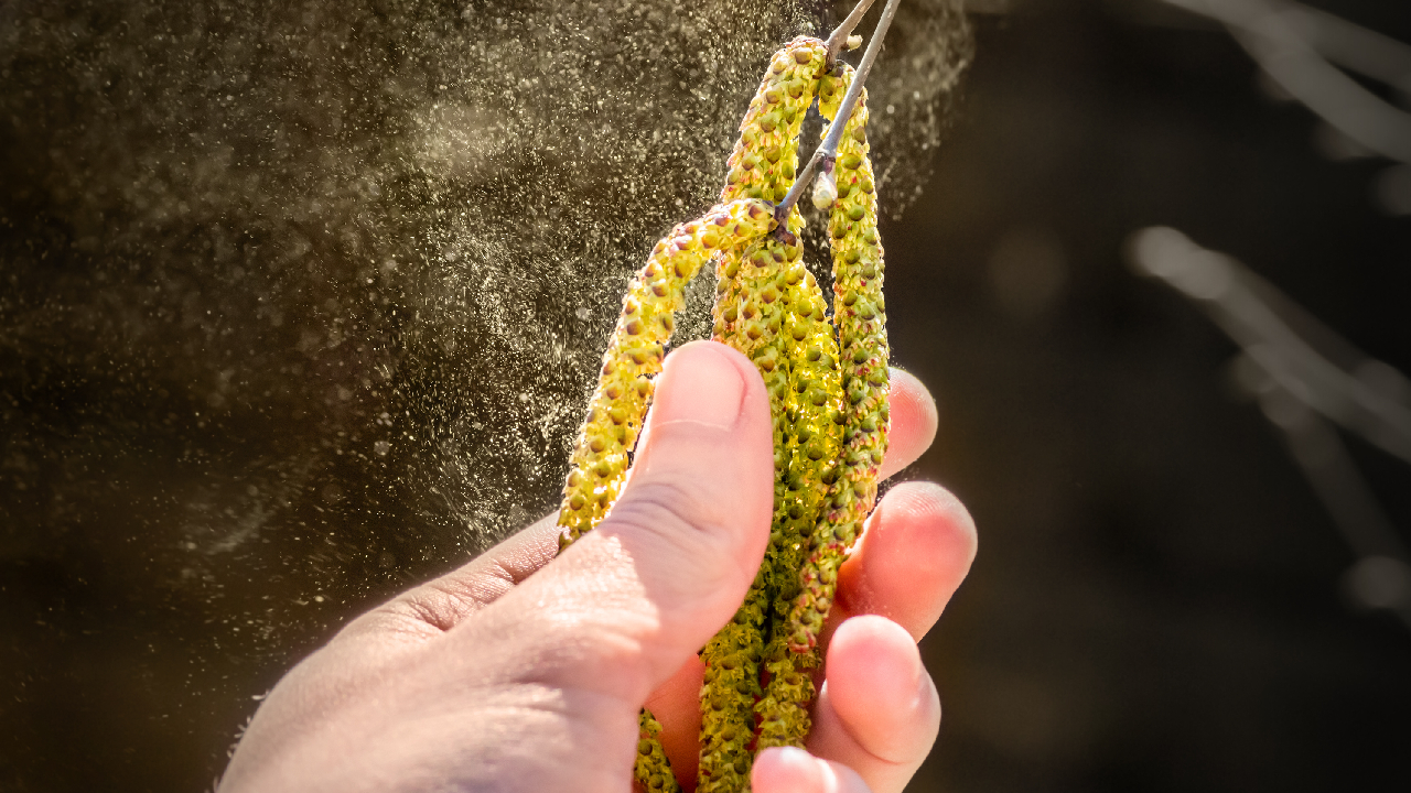 birch-tree-pollen-summary