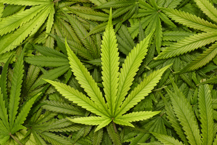 cannabis leaf.jpg