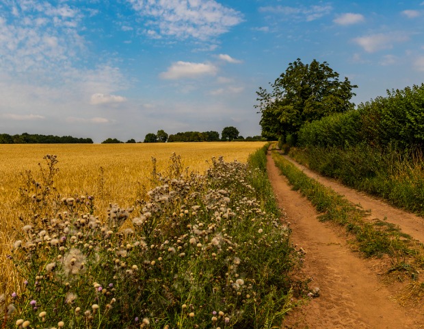 wheat-july2-id1294259152.jpg