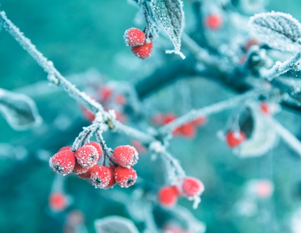 frosted-red-berries-id629782912b.jpg