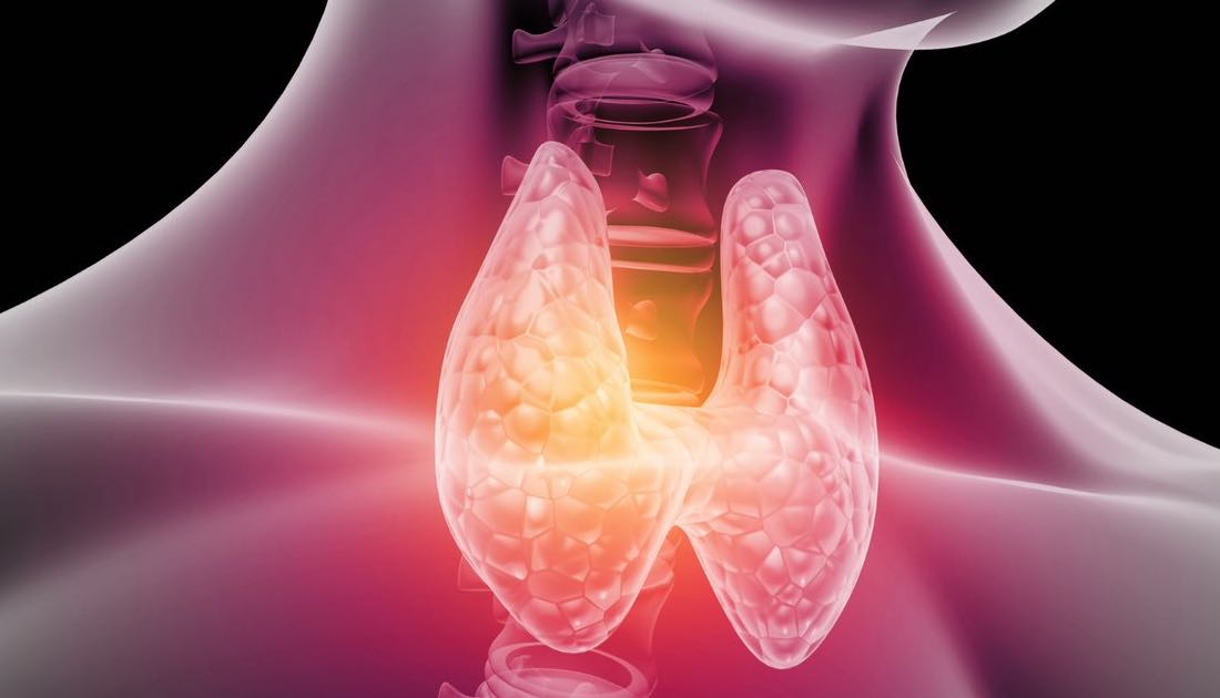 Thyroid.jpg