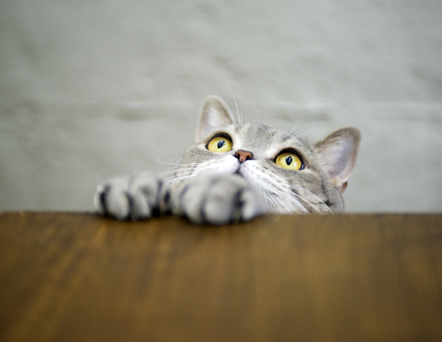 cat_sum.jpg